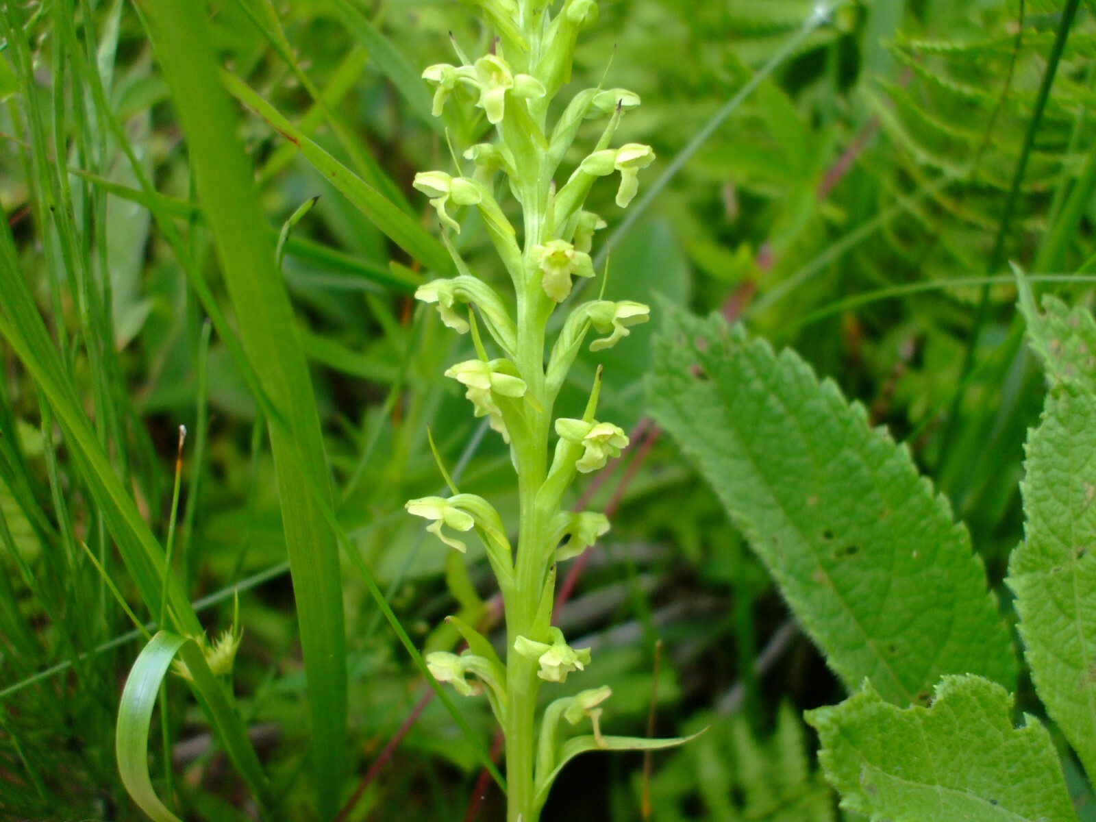 Platanthera flava (Pale Green Orchid) perennial wildflower seed packet, Z 4 -9