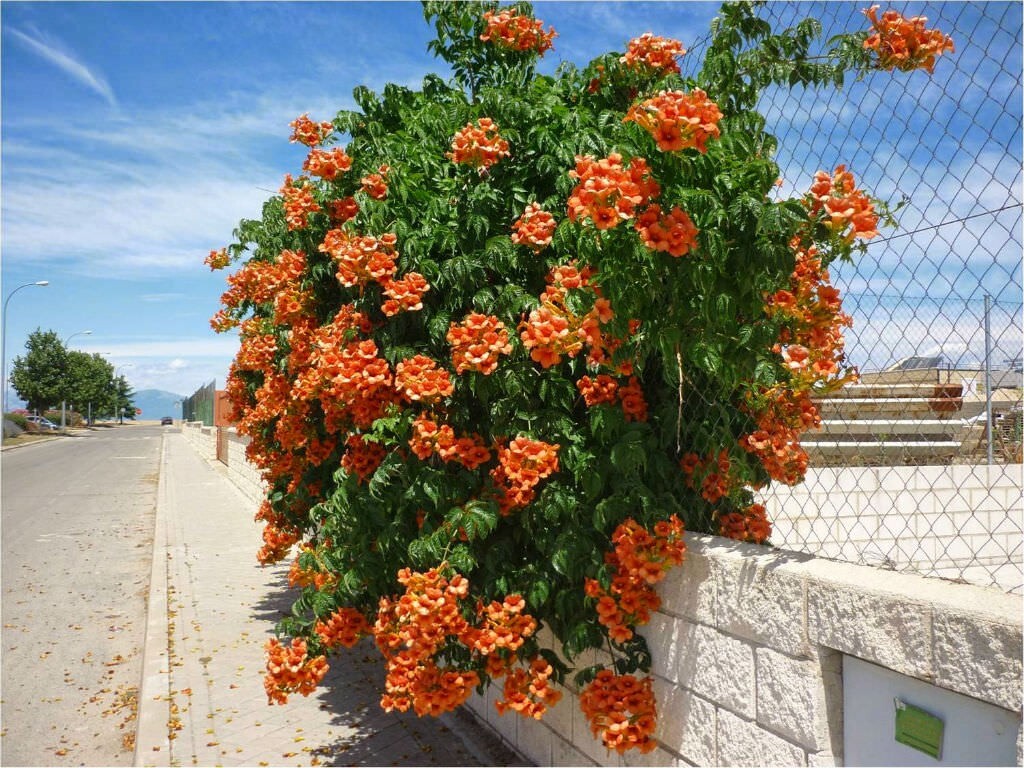 SUN TRUMPET TACOMA ORANGE ~ Campsis Radicans Trumpet Vine ~ Rooted Starter Plant