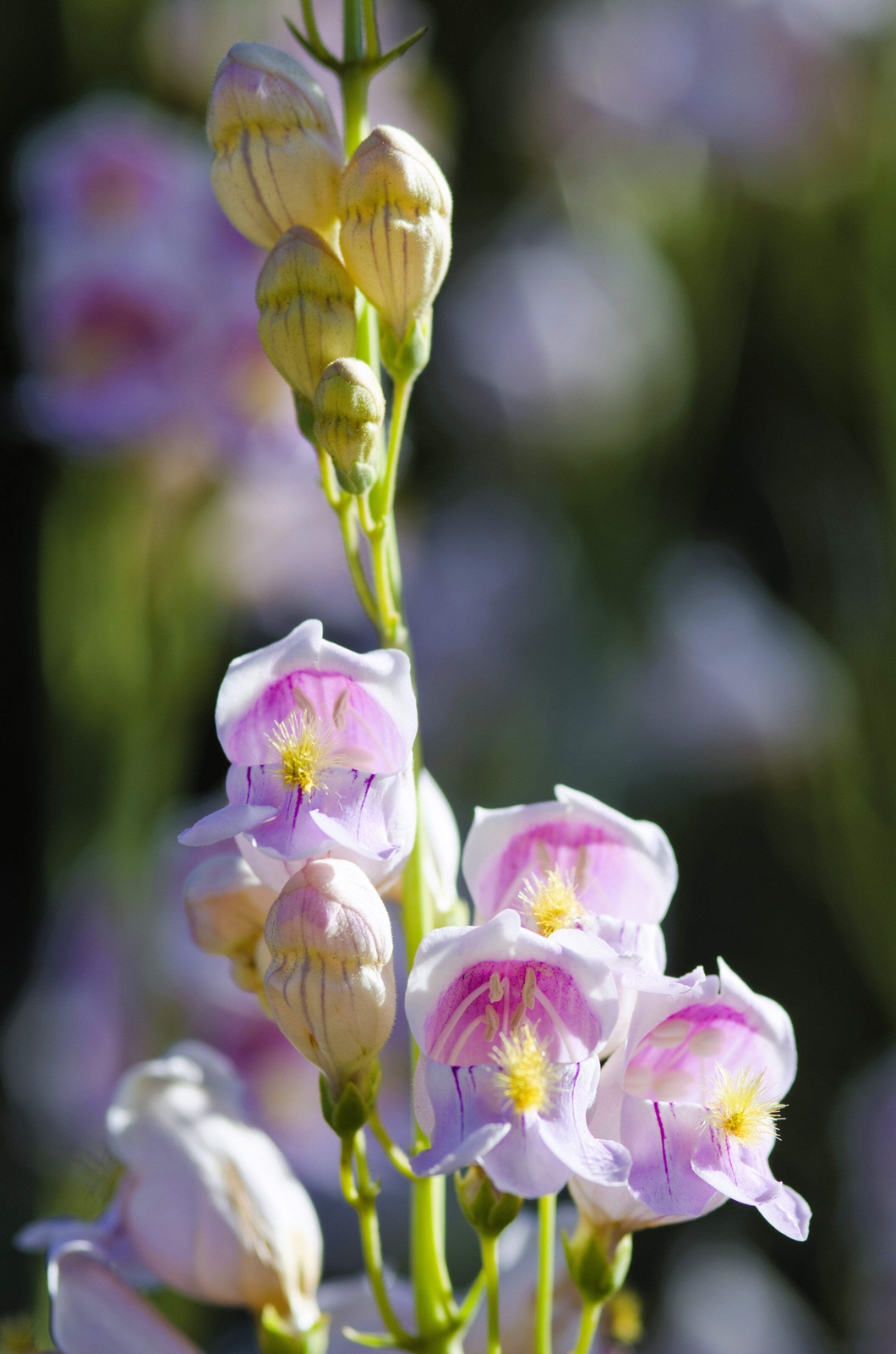 300 PALMERS PENSTEMON (Beardtongue / Balloon Flower) Penstemon Palmeri Flower Se