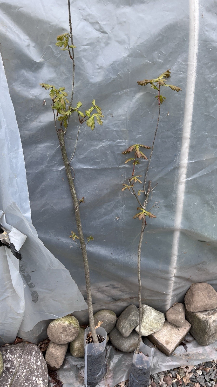 3 ft tall 3 year old Quercus robur Fastigiata , Columnar English Oak, bare root