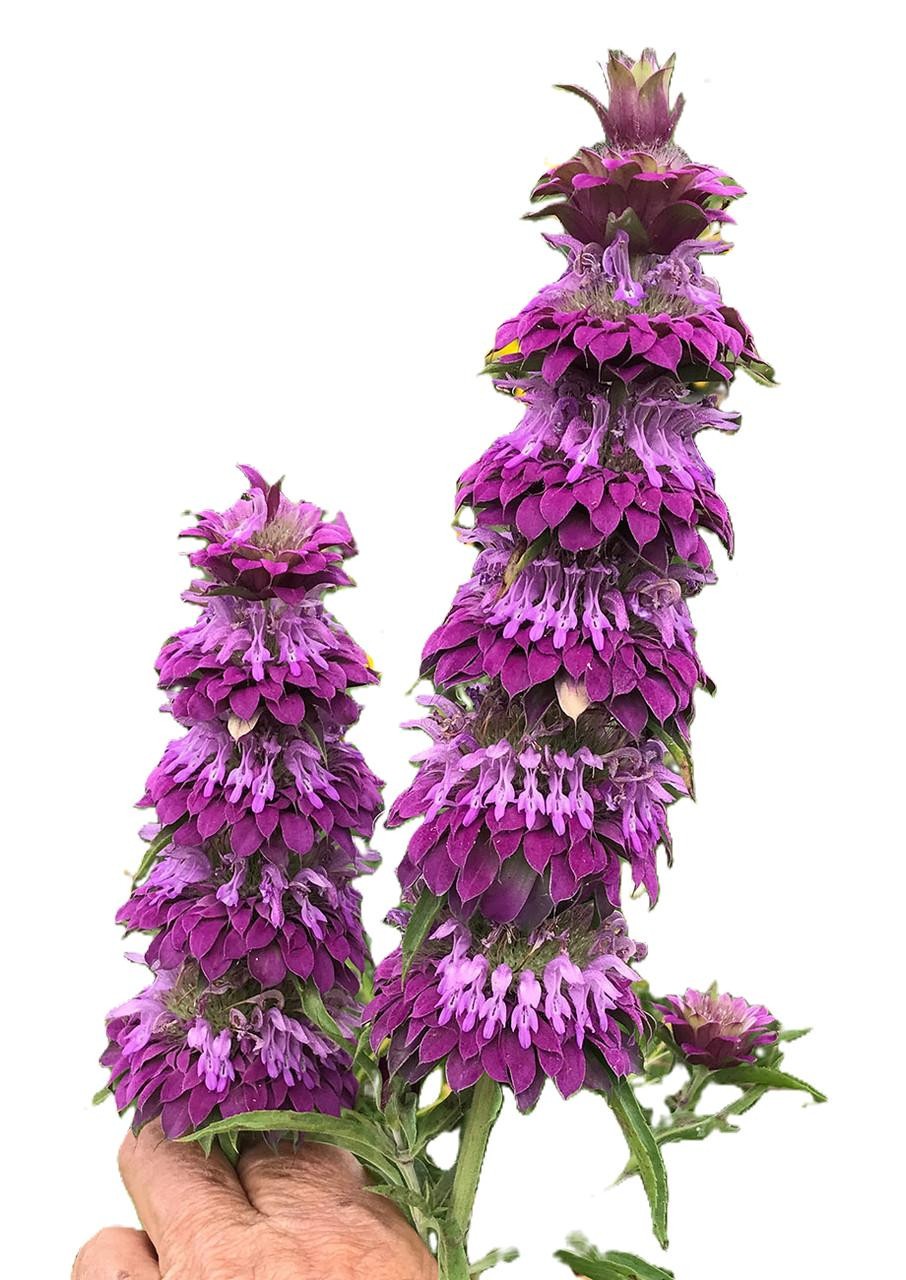 Lemon Mint Seeds Organic Non GMO Free Shipping!