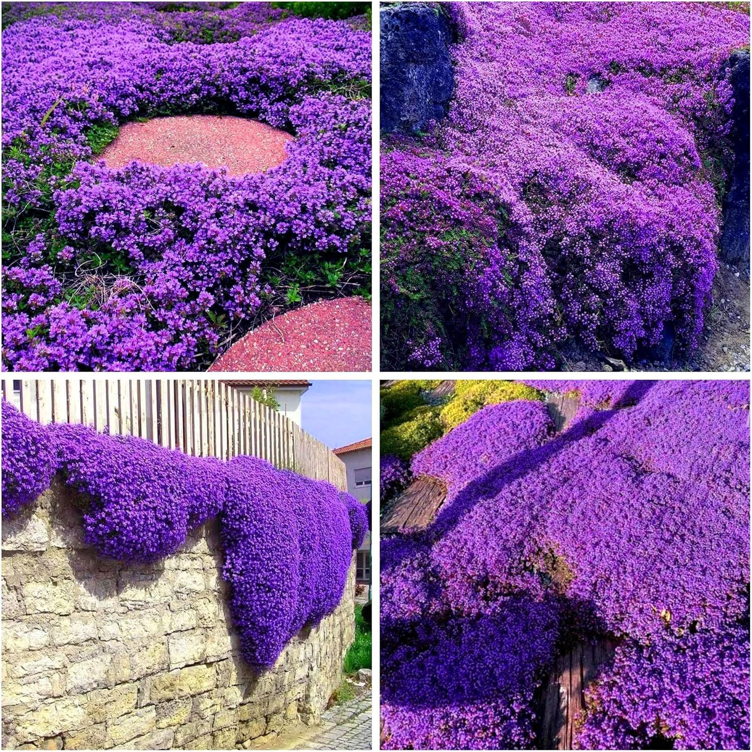 20000Pcs Purple Creeping Thyme Seed for Planting Flowers Seeds Perennial Ground