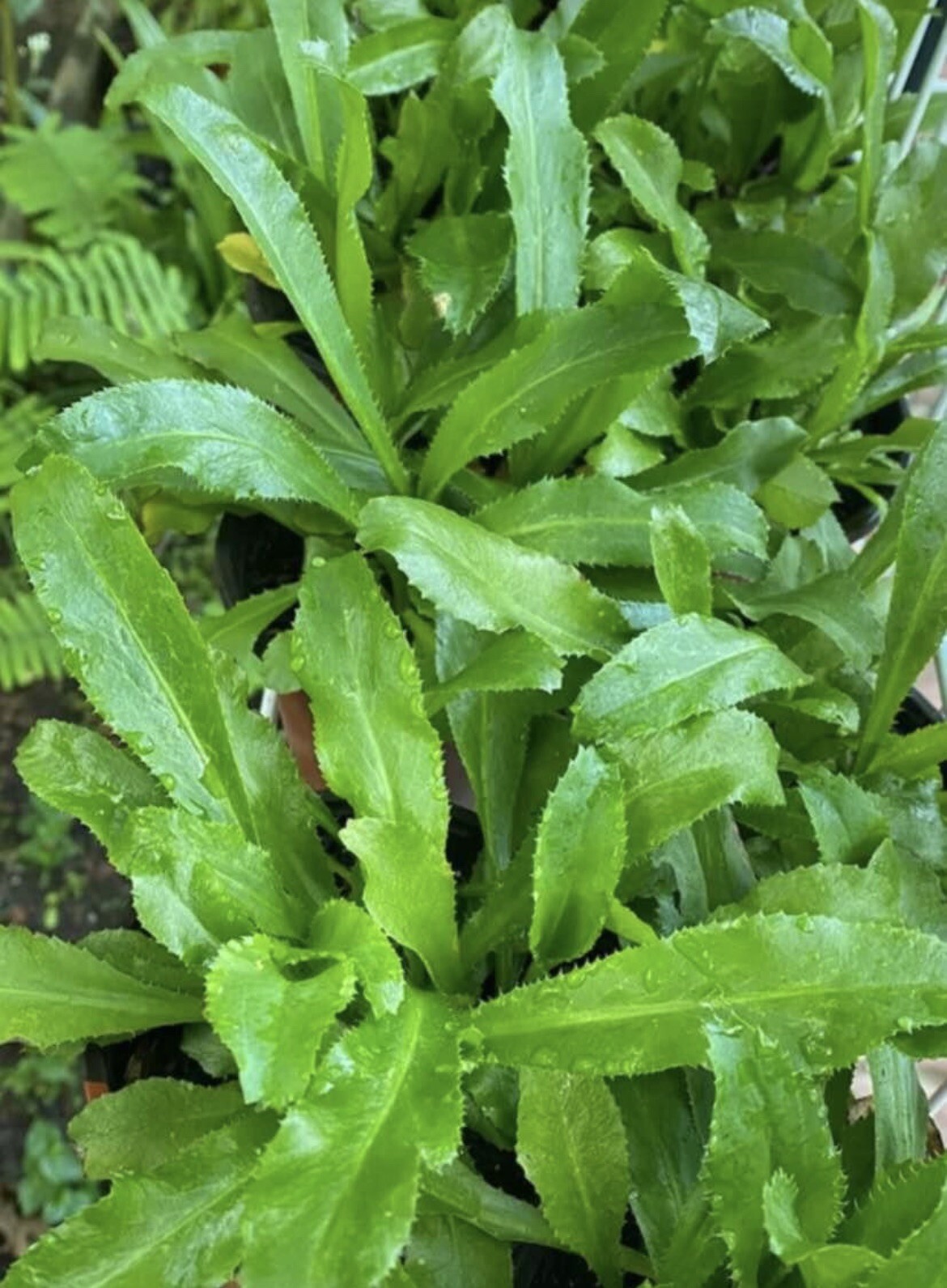 1000+ SEEDS-Culantro seeds, Recao, Long Coriander, Thai Parsley, Ngo gai