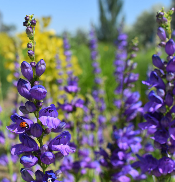 Penstemon PURPLE DREAM MIX Perennial Beardtongue Red for Hummingbirds 200+ Seeds