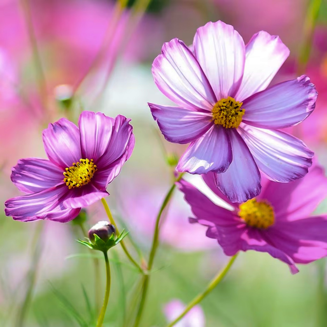Fresh Beautiful Cosmos Seeds | Picotee | Heirloom Non-GMO | Flower Seeds