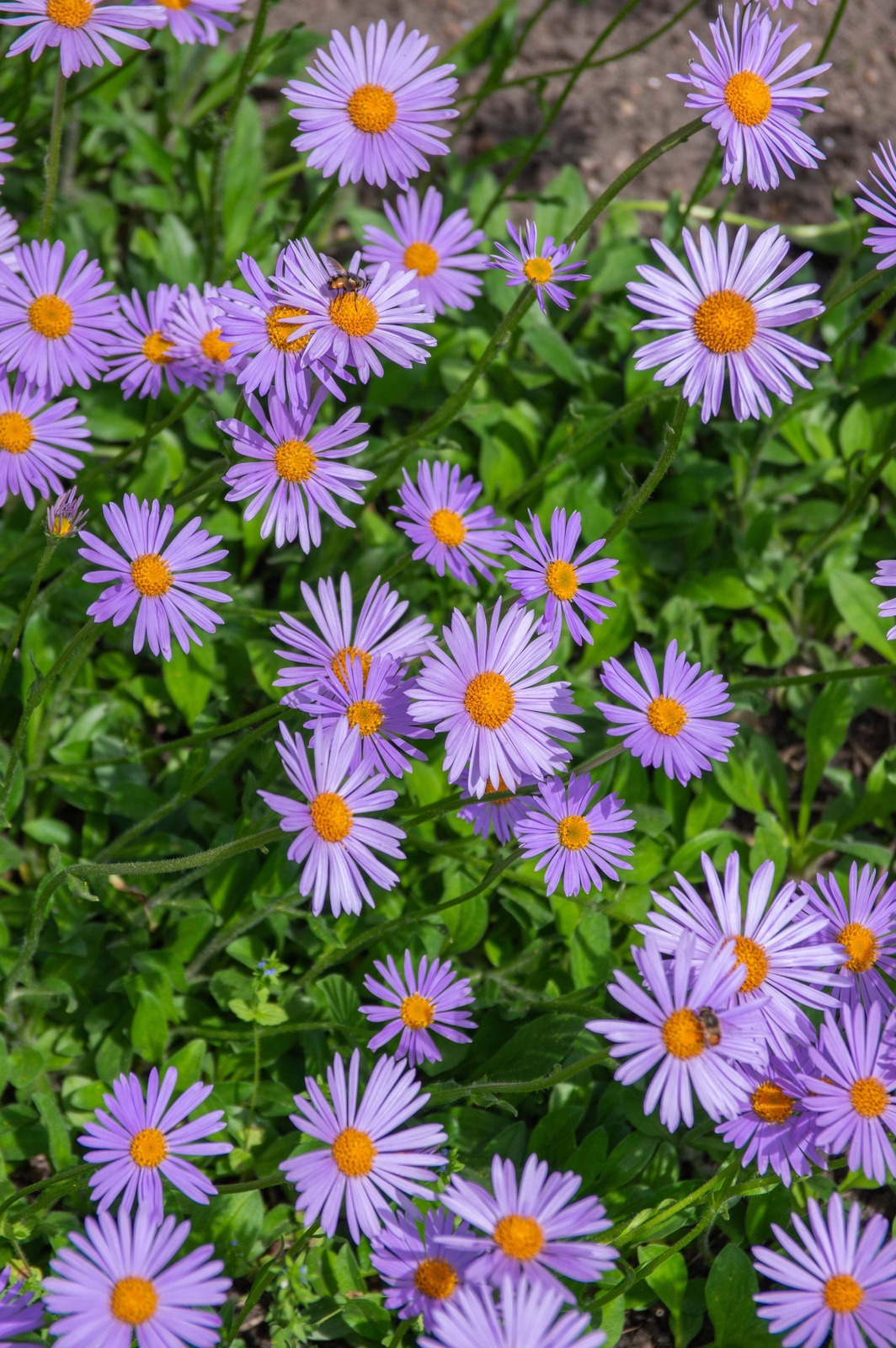 50 BLUE EAST INDIES ASTER Tongolensis Flower Seeds *Flat S/H