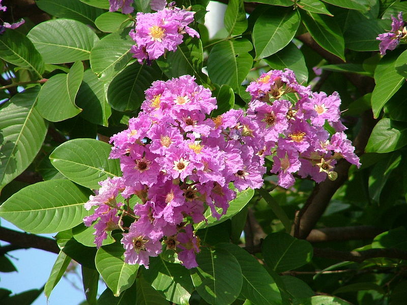 Lagerstroemia speciosa QUEEN’S CRAPE MYRTLE Seeds!