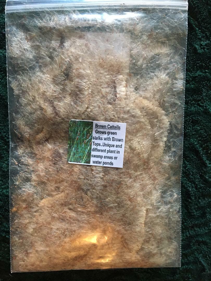 BROWN CATTAILS 500 + Seeds GREAT 4 WATER PONDS-CONTAINERS/ LAND USA Seller