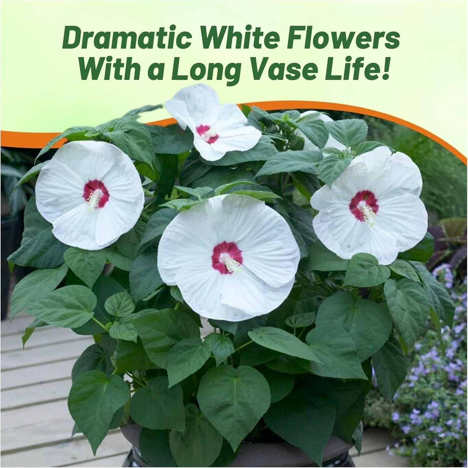 Luna White Hibiscus Seeds – 10 Pcs Perennial Flower Seeds for Planting Pollin…