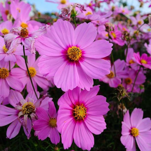 Cosmos RADIANCE Heirloom Mother Nature’s Seeds Pink Flowers Non-GMO 100 Seeds