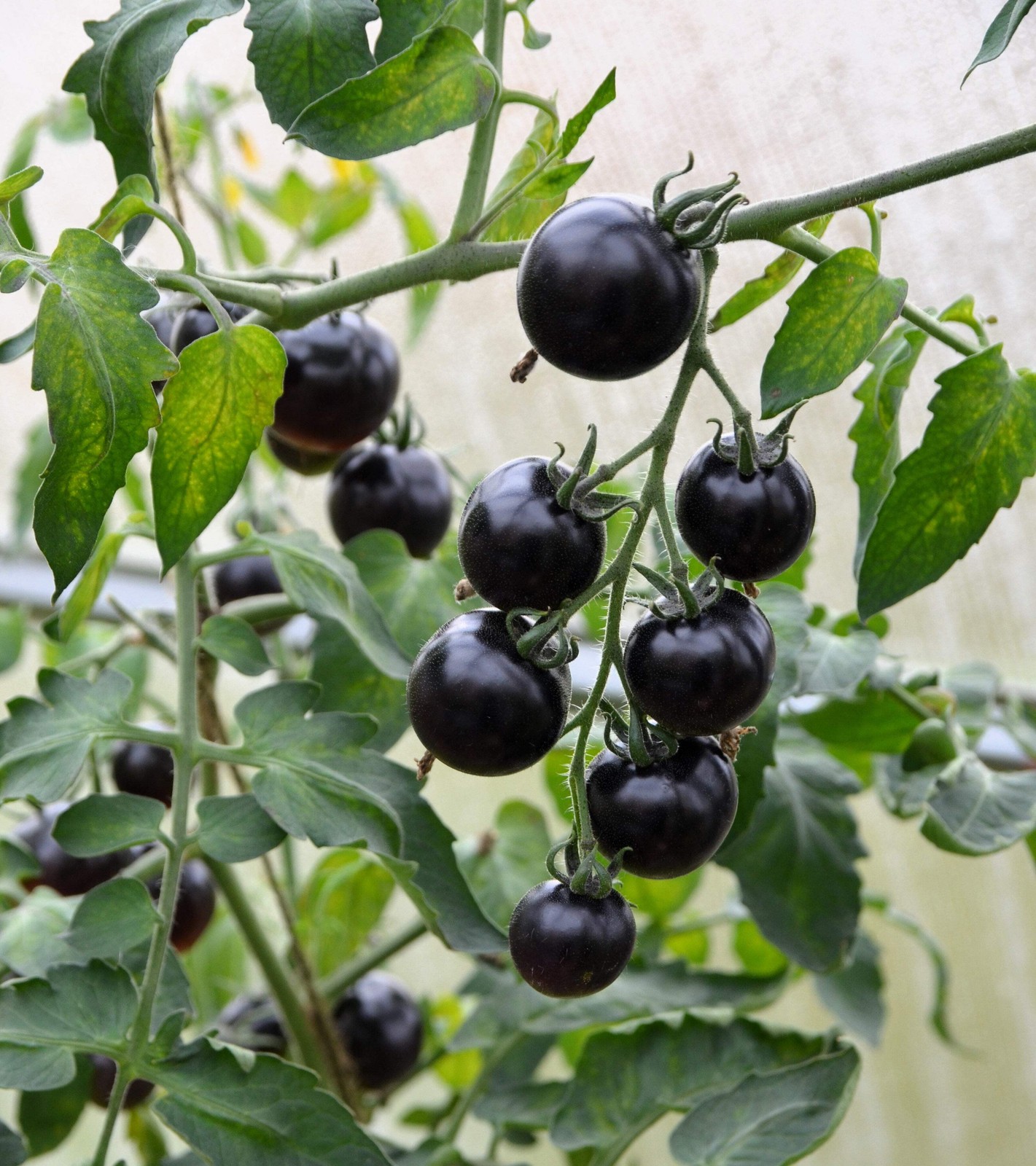 50 BLACK CHERRY TOMATO Black Skin Sweet Round Lycopersicon Fruit Vegetable Seeds