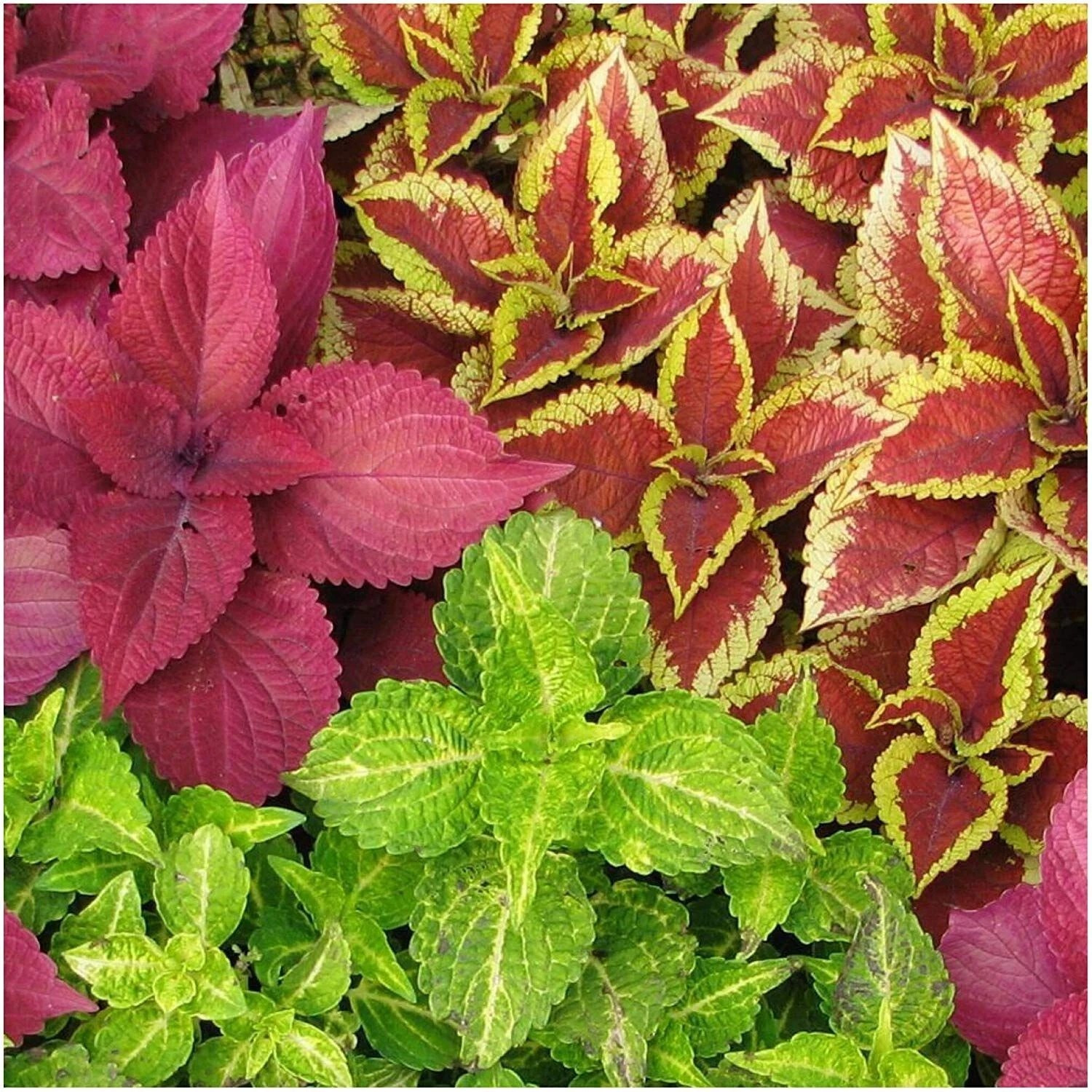 1000+ Coleus Seeds — Rainbow Mix —— COLORFUL MIX ——- FRESH