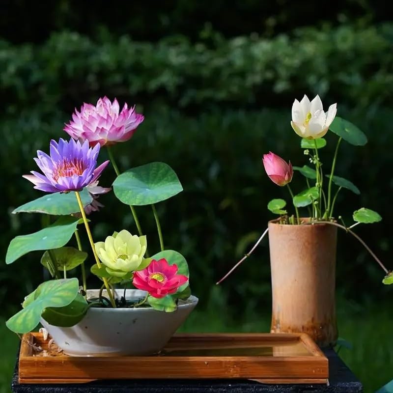 160pcs Mixed Color Bowl Lotus Seeds for Planting – Non-GMO Bonsai Lotus, Wate…
