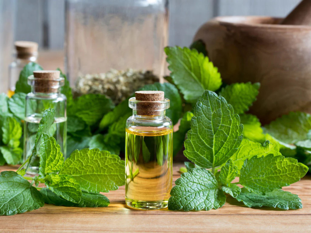 Lemon Balm Seeds | Herb Garden Vegetable Non GMO Basil Citrus Tea Mint Seed 2024