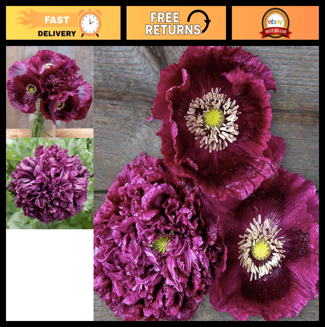 Tall Dark Purple Poppy Seeds – Black Beauty Mix – 300 Seeds of Double & Single B