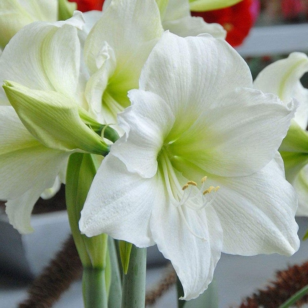 2 White Amaryllis BULBS **Multiple blooms per bulb