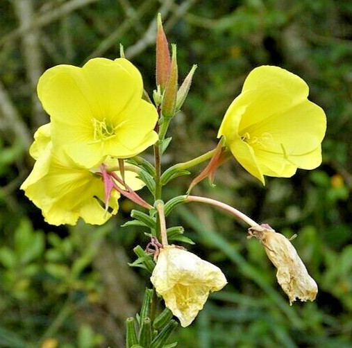 EVENING PRIMROSE 513 SEEDS LARGE YELLOW FLOWERS, OENOTHERA BIENNIS, BULK SEEDS