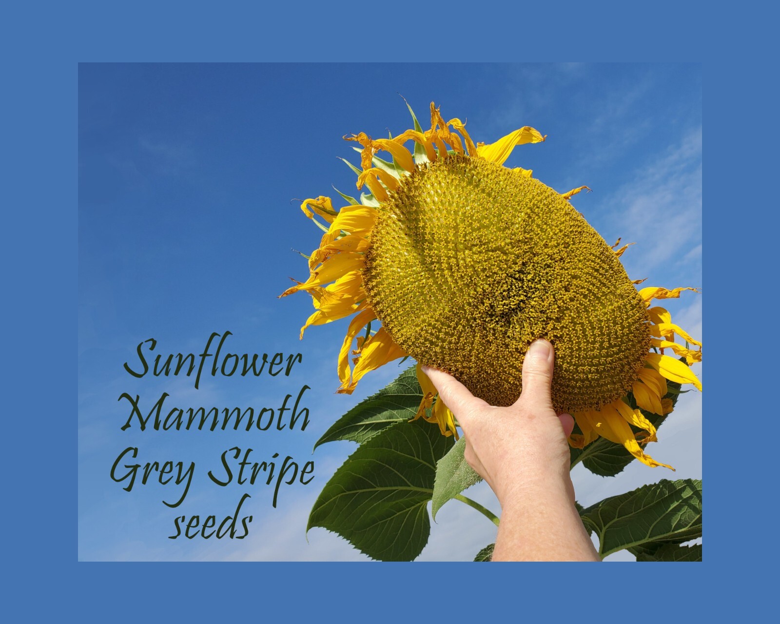 Sunflowers – Mammoth Grey Stripe. 100+ seeds. Prized for nutty healthy snacks!