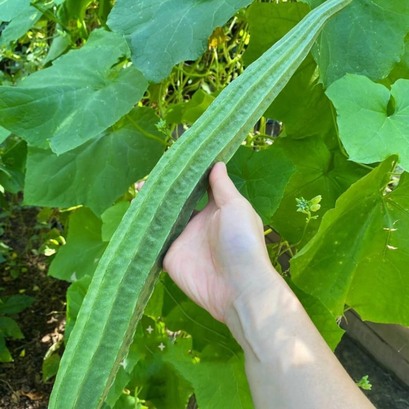 20 Ridged Sponge Gourd Seeds – Edible Vegetable & Natural Bath Loofah Vine