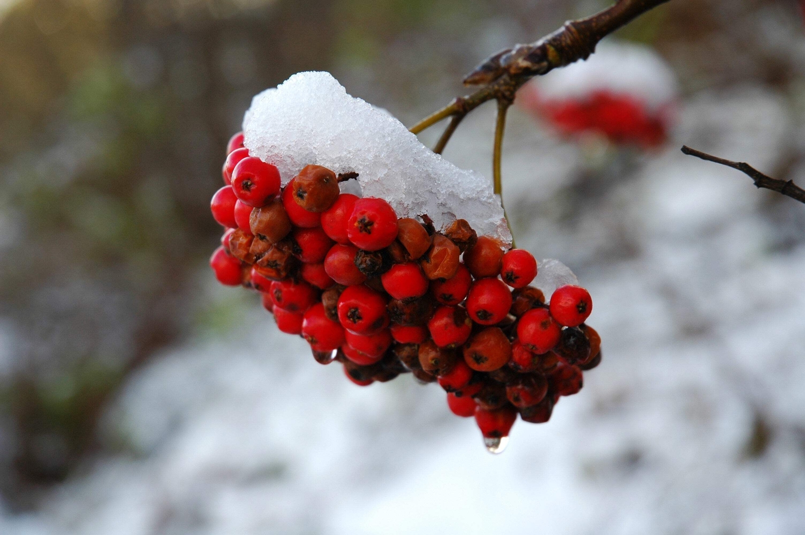 20 ASH TREE Mountain / Amur / Rowan – Sorbus Aucuparia Seeds