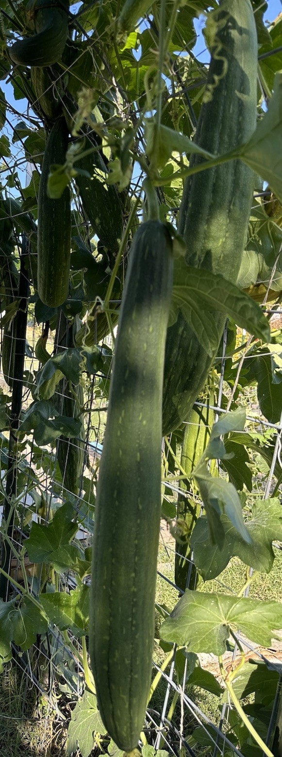 50 Super Long Luffa Gourd Seeds – Non-GMO, Luffa Sponge Gourd Seeds.