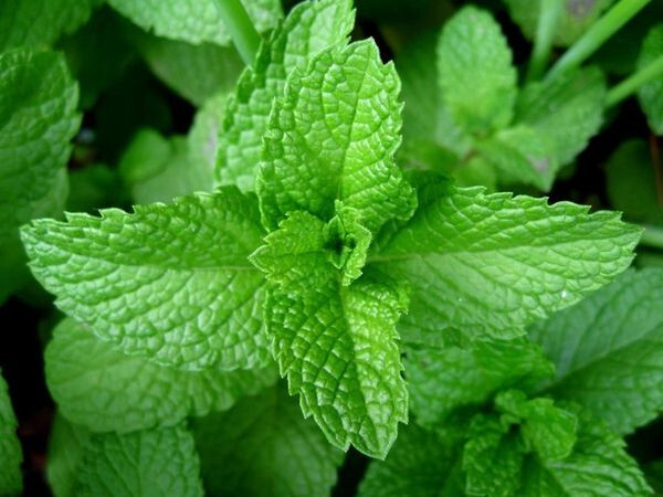 200 Seeds Lemon balm (Melissa officinalis)- Herb-(Organic)