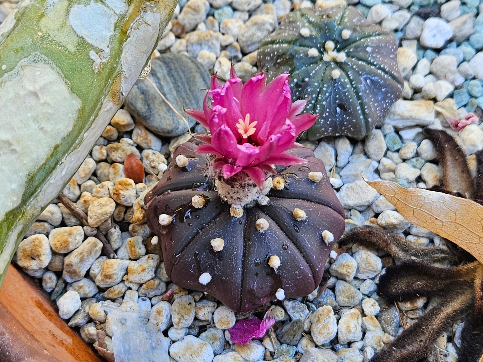 Astrophytum asterias “Mixed Cultivar” 100 Seeds