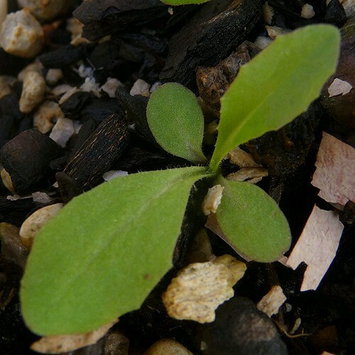 Lactuca virosa Seeds ~ 175+ Seeds ~ Wild Lettuce For Tea, Resin extract, Pain.