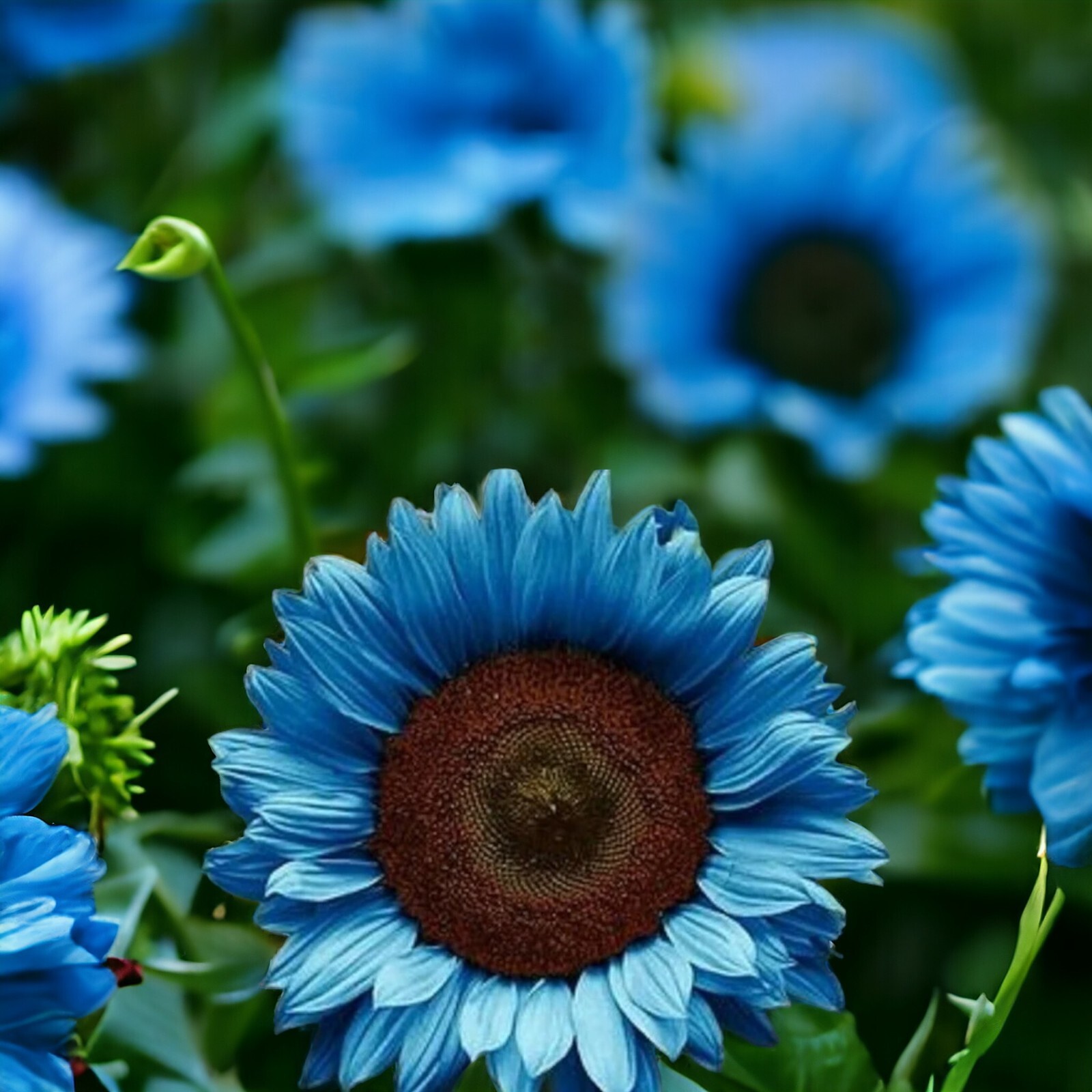 Midnight Oil Blue Sunflower Seeds – 50PCs/Pack – Rare Bonsai Black Hybrid