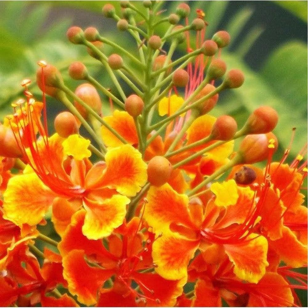 Caesalpinia Pulcherrima aka Red Bird of Paradise 5 Seeds Free Shipping!