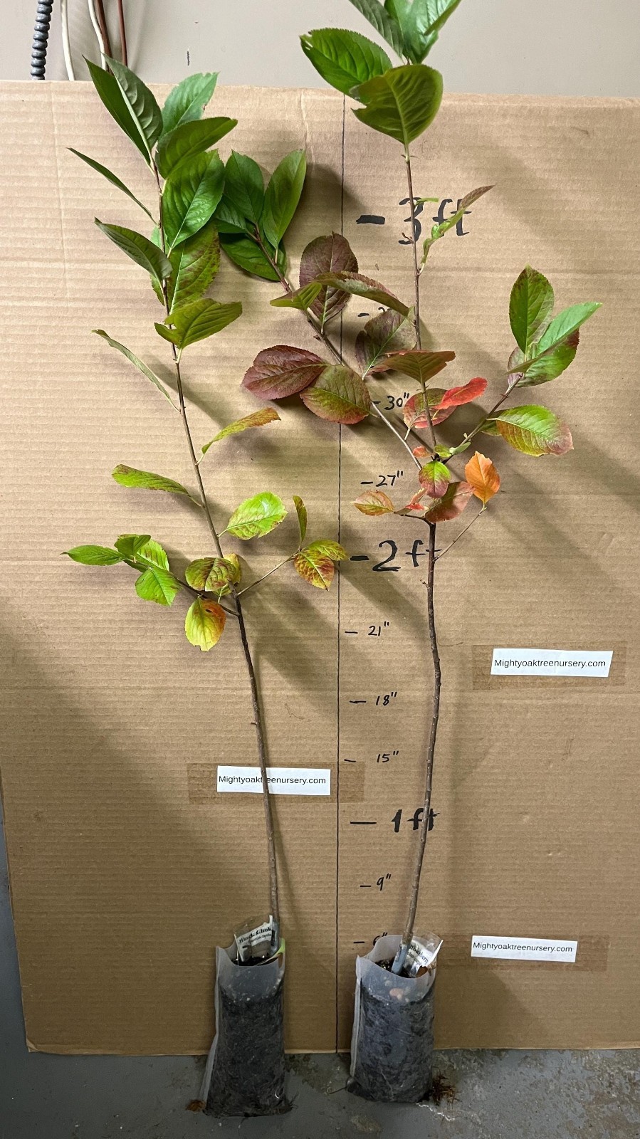 2-3 ft tall Viking Aronia melanocarpa – Black chokeberry, plant potted