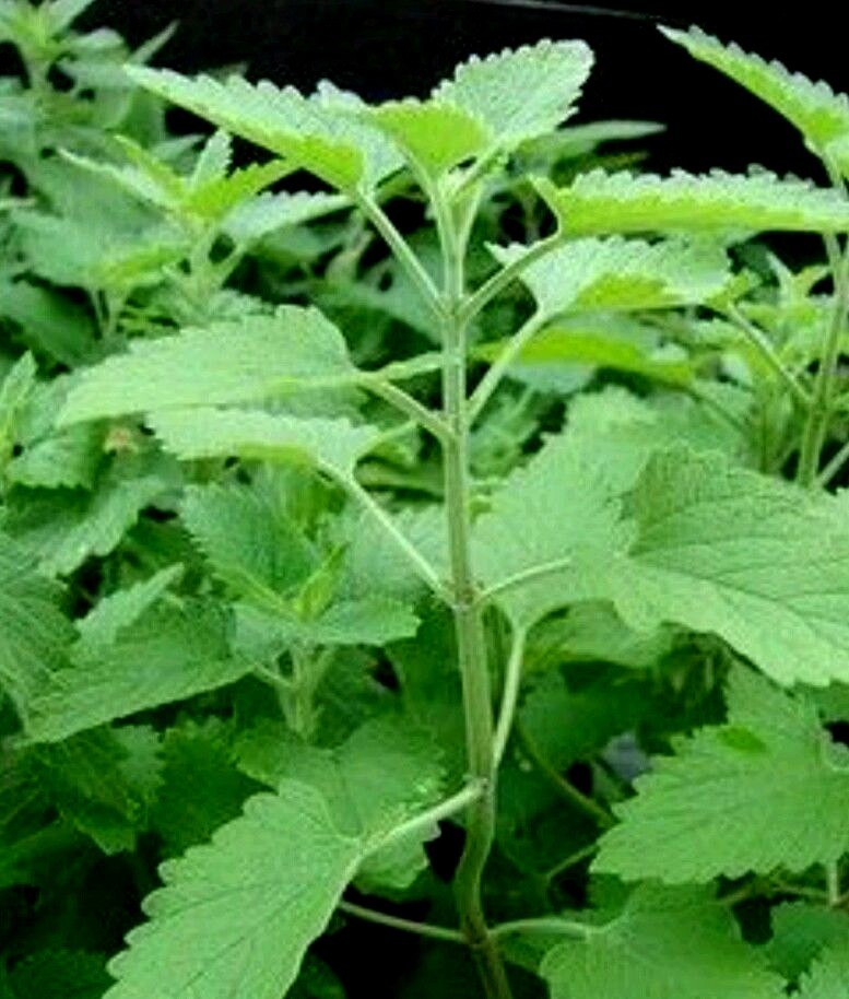 400 CATNIP SEEDS- Non GMO-Open Pollinated.