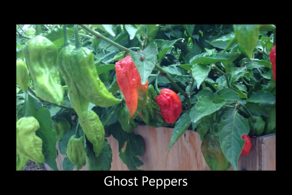 10+ Red Ghost Pepper (Bhut Jolokia) Seeds (Hot, organic chili, chile)