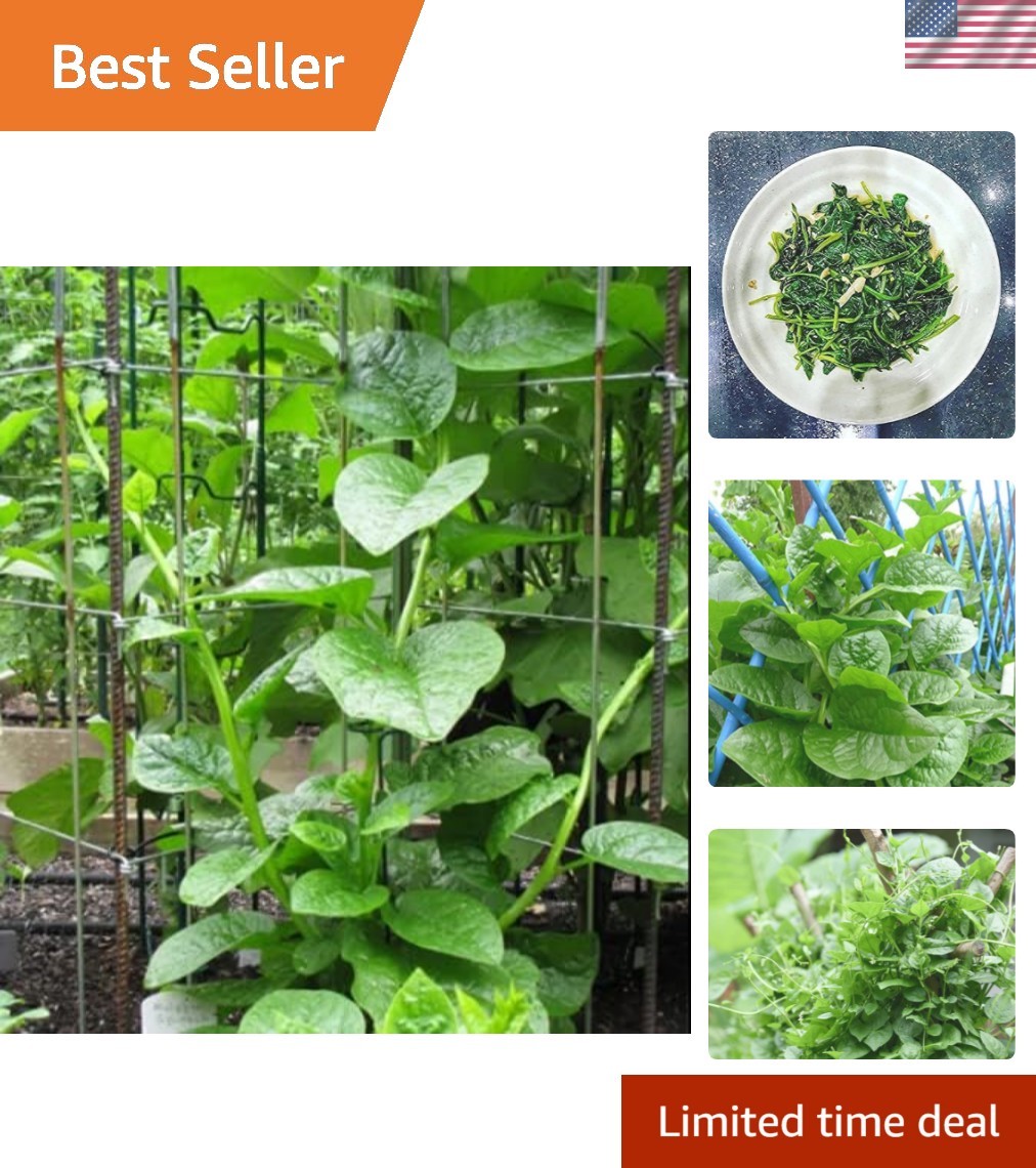 200+ Malabar Spinach Seeds for Planting – Ceylon Spinach Rau Mong TOI Green S…