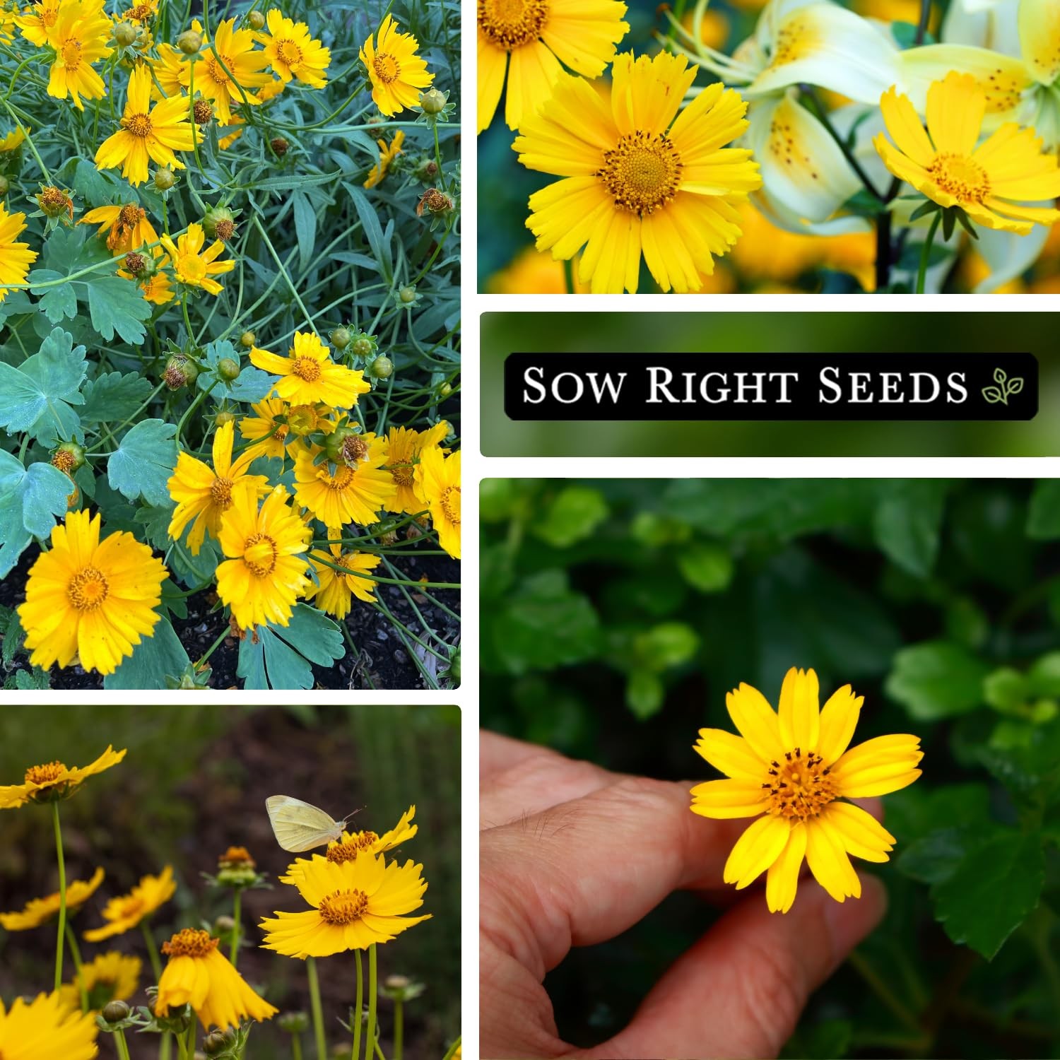 Sow Right Seeds – Dwarf Lance-Leaved Coreopsis for Planting – yellow