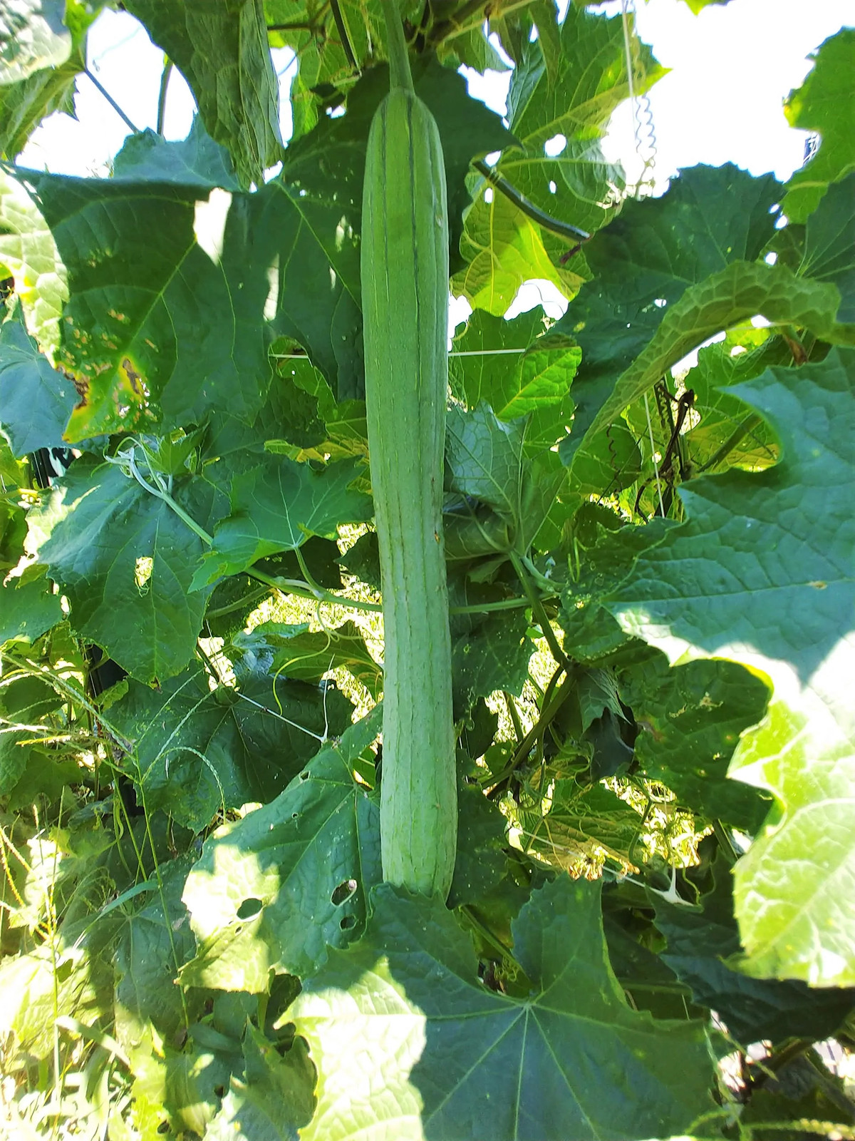 Extra Long Luffa Gourd Seeds | USA Asian Chinese Okra Loofah Bitter Melon 2023