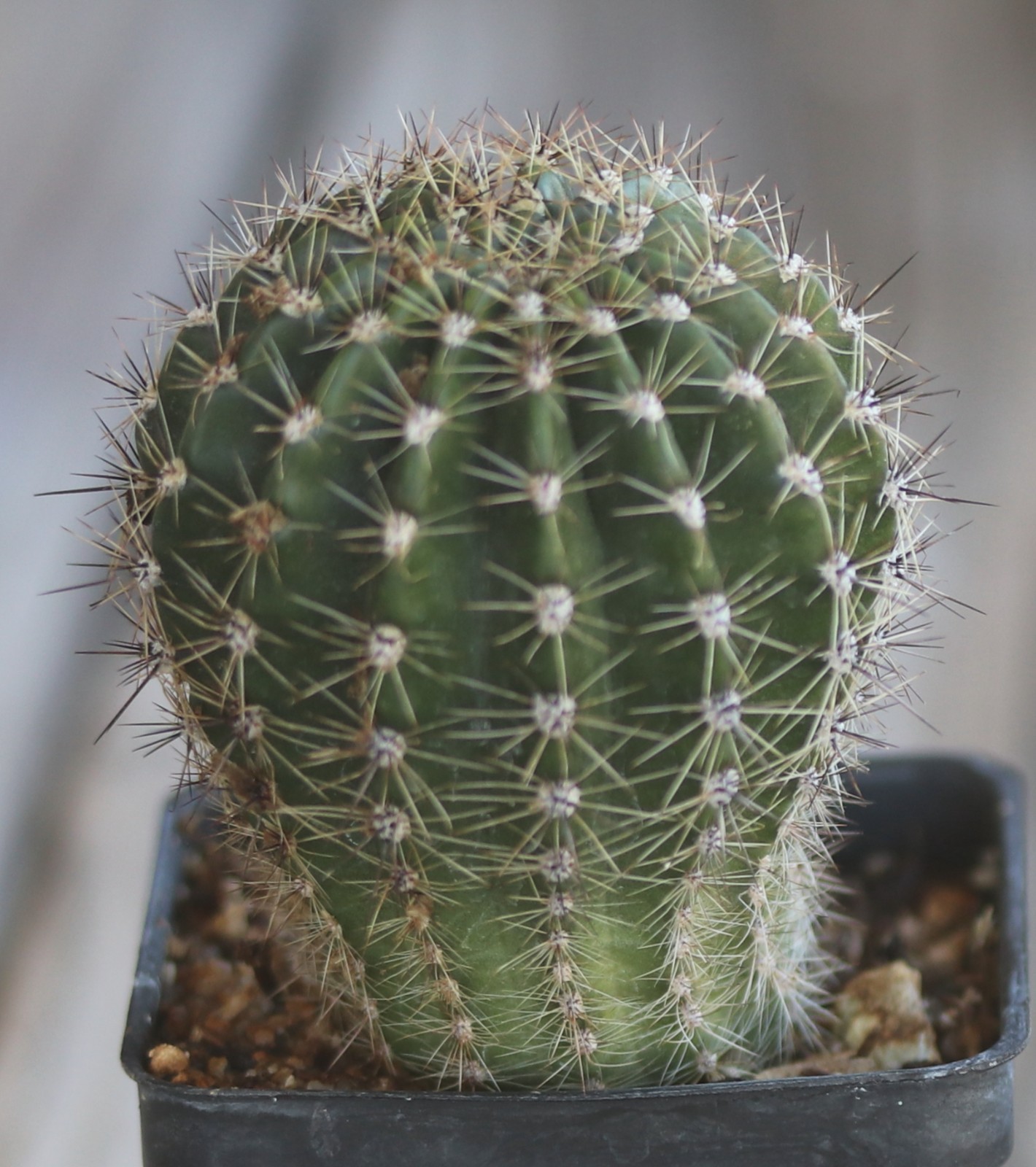 Echinopsis hybrid ‘Terpischore’