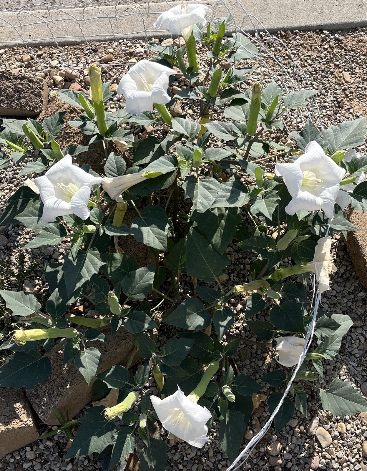 DA01: Sacred Datura Seed 30 Ct Cold Hardy Wildflower Datura wrightii
