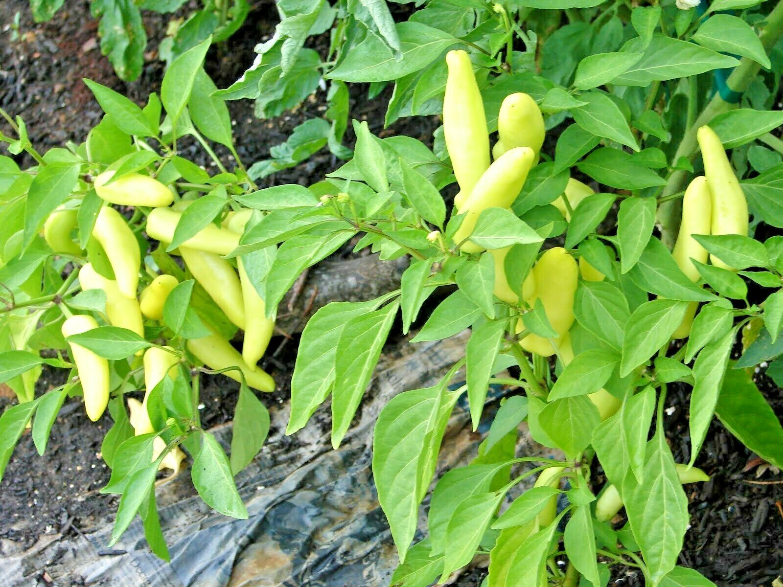 101+HUNGARIAN Sweet Wax PEPPER Seeds Organic Vegetable Garden Container Banana
