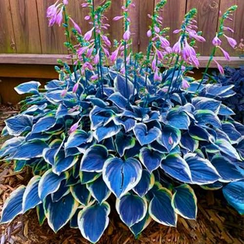 Hosta Seeds for Planting, 290+pcs Rare Perennial Hosta Flower Seeds, Non multi