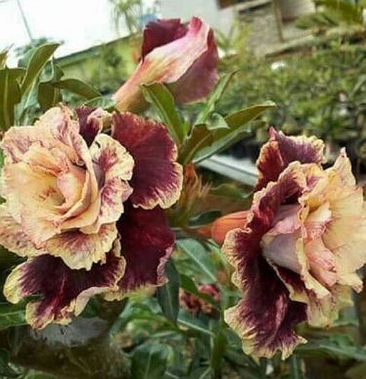 1 PC Desert Rose Seed, White Red B39, Violetcity Rosy B90, Rare Flower Seeds