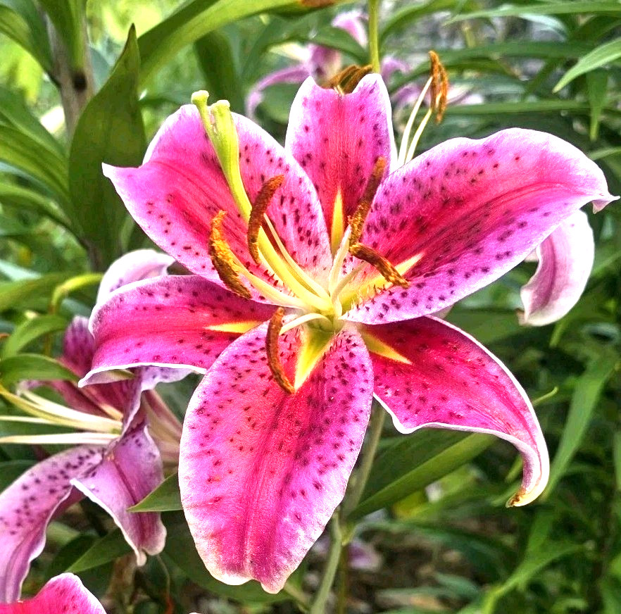 Lily Flower Bulbs 4 Stargazer Pink White Large Exquisite Flowers Spring Plant