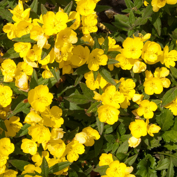 Yellow Common Evening Primrose Seeds | 500 – 10,000 Seeds | Free Shipping | 1243