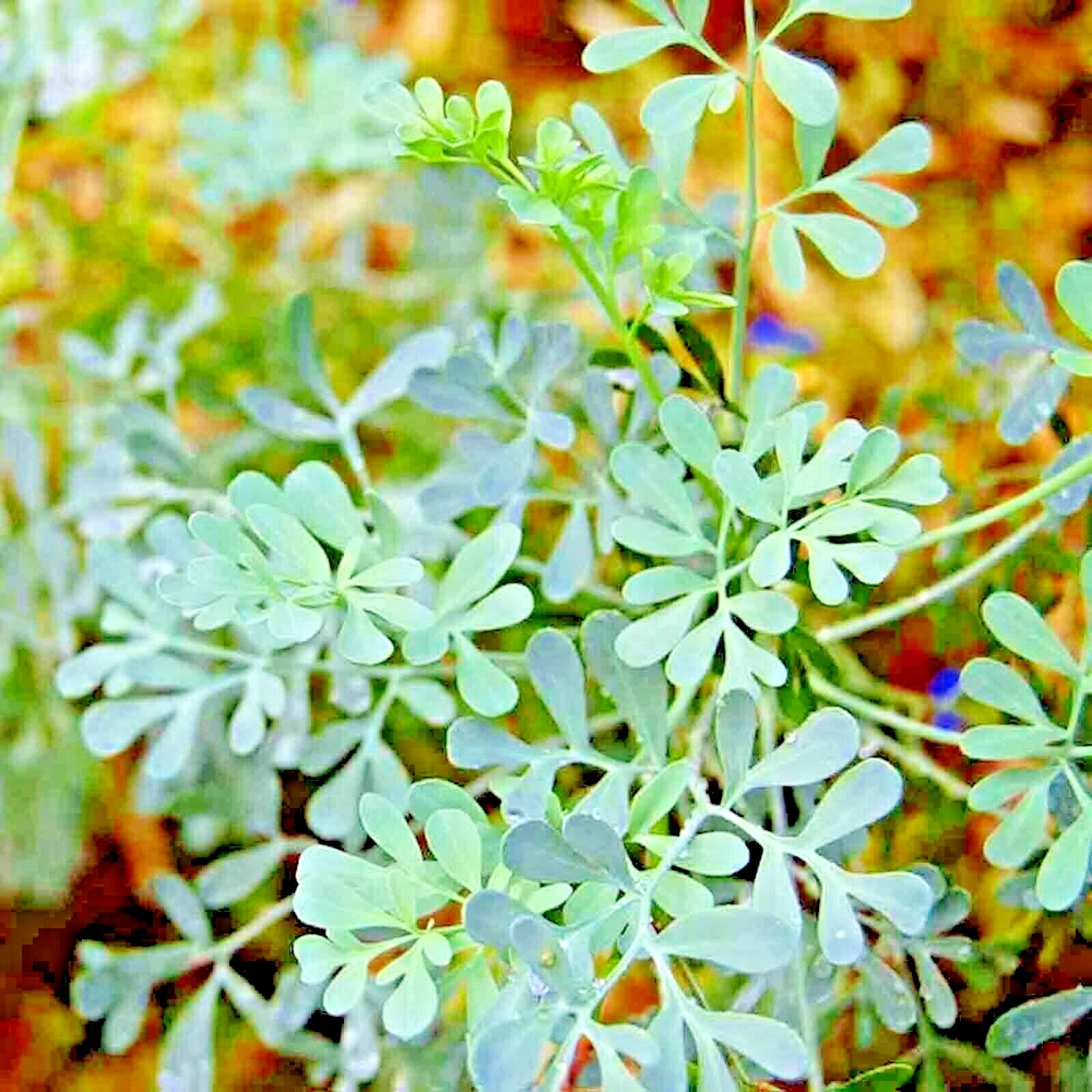 RUE 300+ SEEDS INSECT PEST REPELLENT AUTUMN HEIRLOOM HERBS FLEA MEDICINAL USA