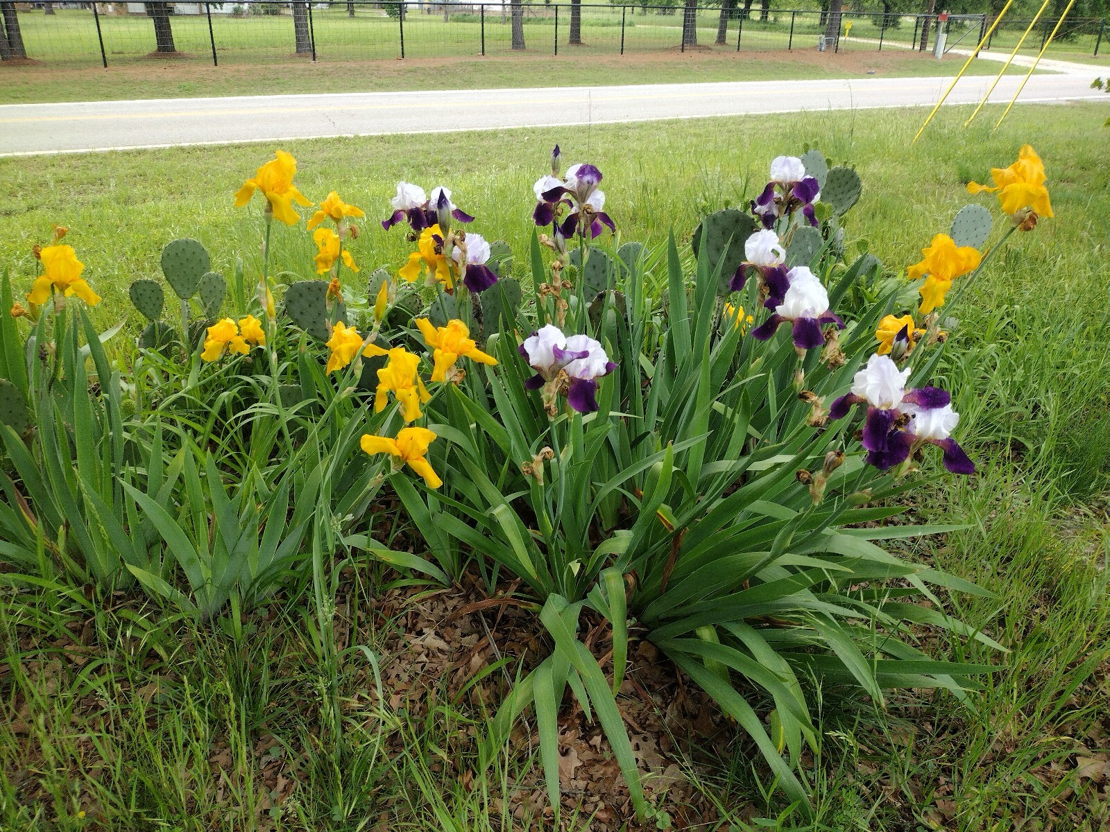 25xBearded Iris Rhizomes – Easy to Grow, FresH Mixed Colors FREE SHIPPING