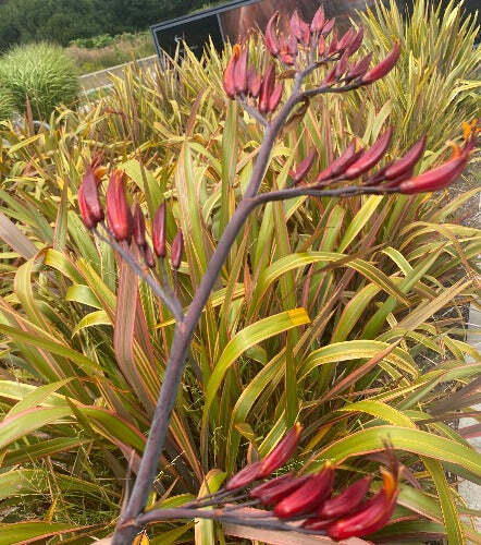 Phormium tenax | Rainbow Stripes | Flax | 20 Seeds