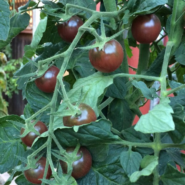 Black Cherry Tomato Seeds, Best Salad Cherry, NON-GMO, Variety Sizes Sold