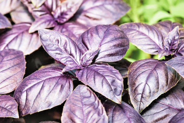 200 DARK OPAL PURPLE BASIL SEEDS | SALE FREE SHIPPING NON GMO
