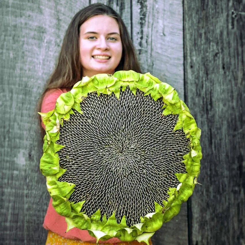 GIANT MAMMOTH RUSSIAN “GREY STRIPE” SUNFLOWER SEEDS Heirloom Hardy 10″ FLOWERS