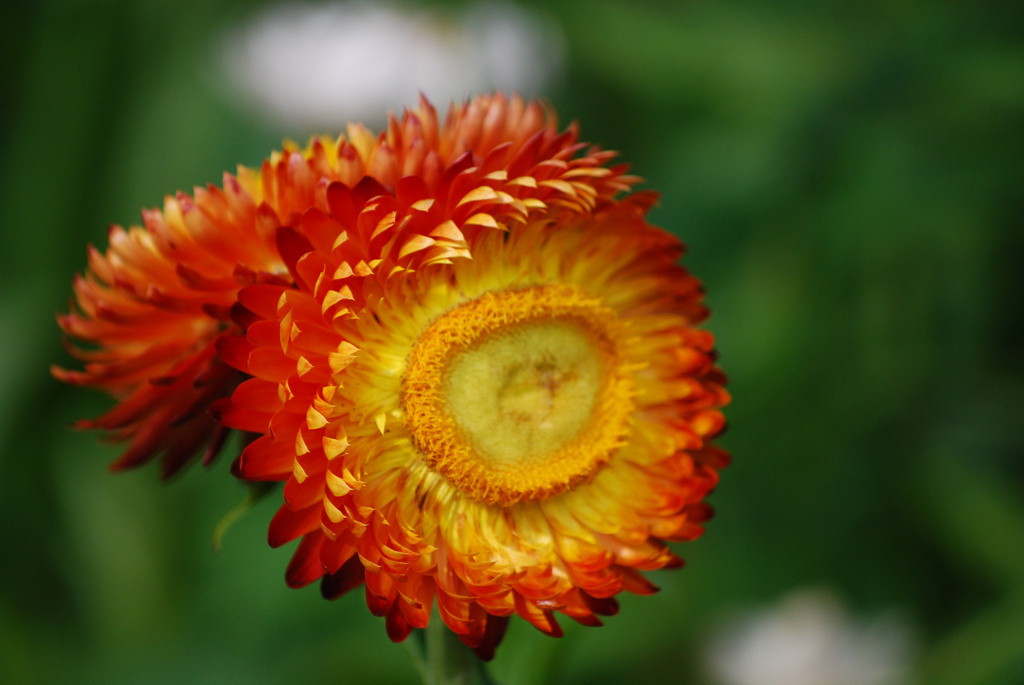 400 SEEDS – strawflower TALL DOUBLE MIX – GroCo USA – BUY ANY 15 – SHIPS FREE